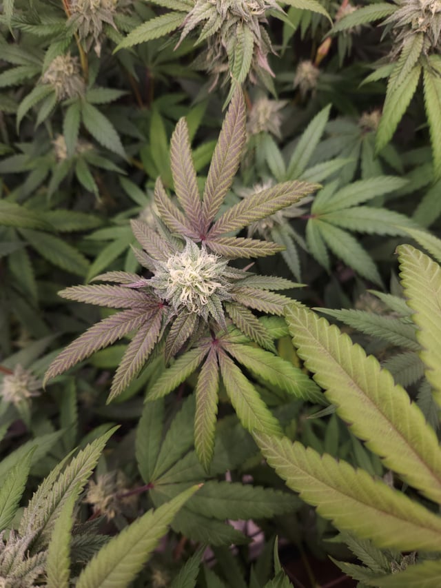 Top Picks from Lit Farms: Grand Prix Strain Review & Price
