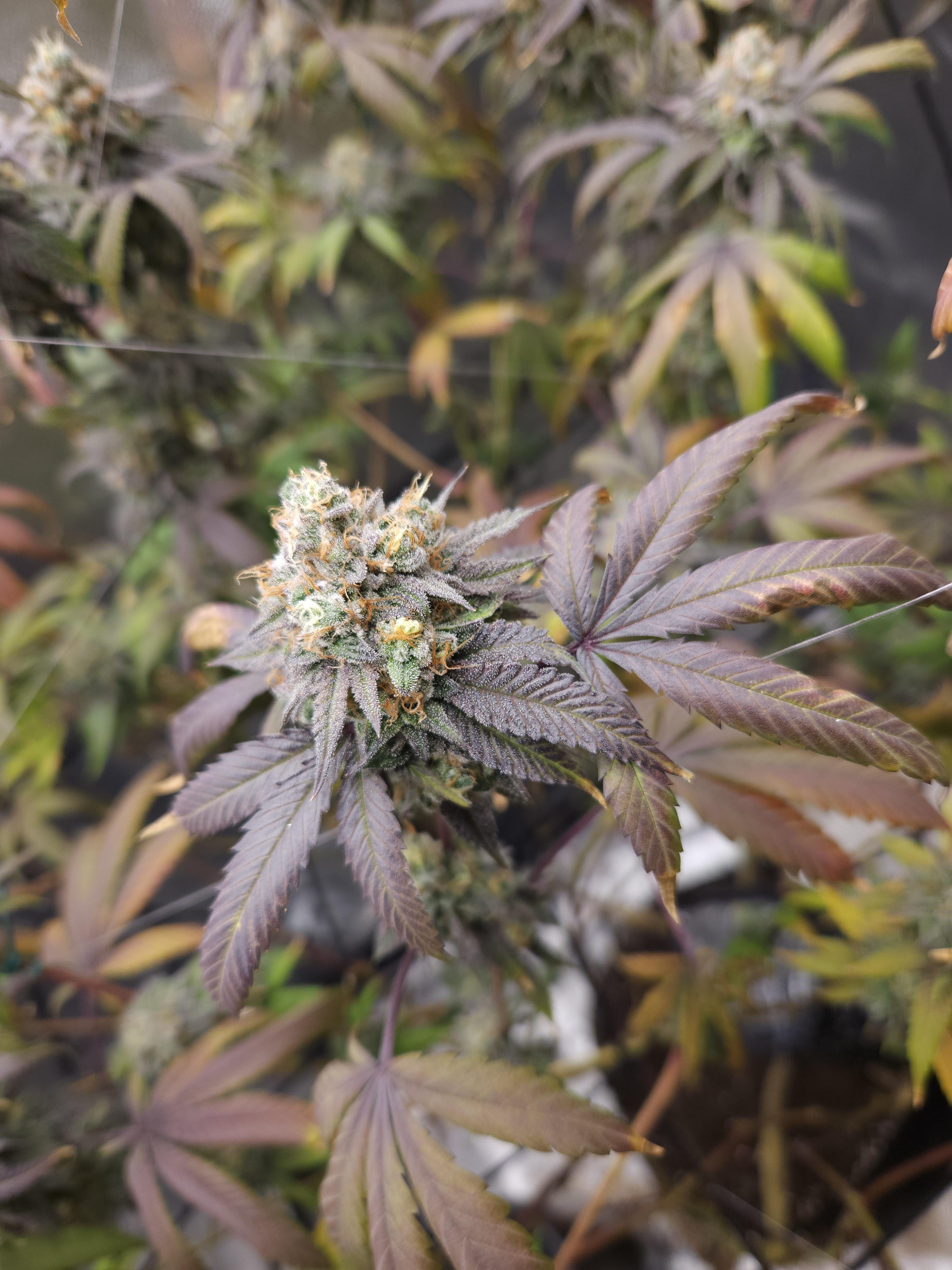 Top Picks from Lit Farms: Grand Prix Strain Review & Price