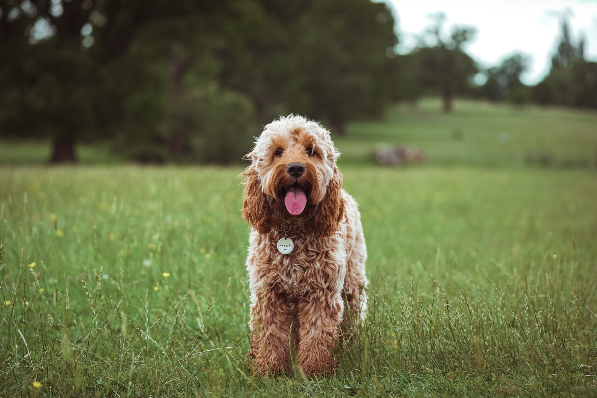 F1 Dogs: First Generation Hybrid Breed Characteristics