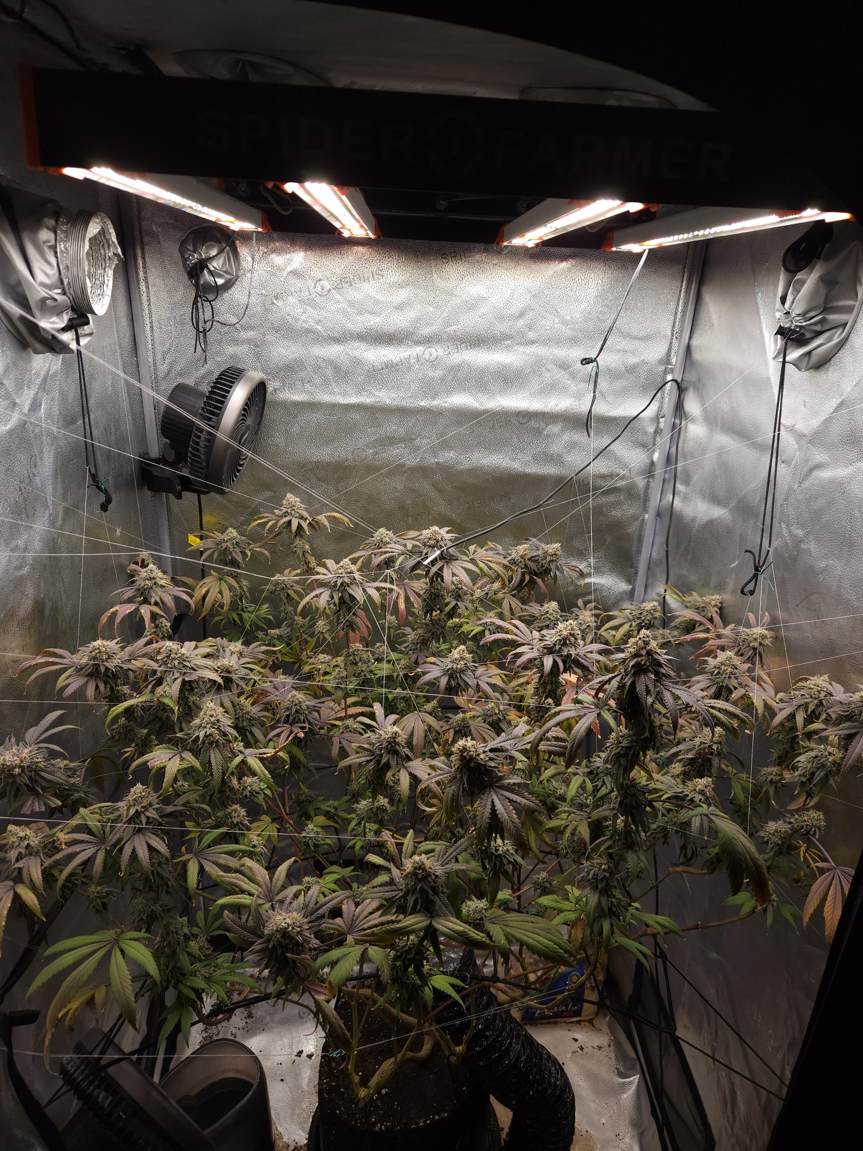 Top Picks from Lit Farms: Grand Prix Strain Review & Price
