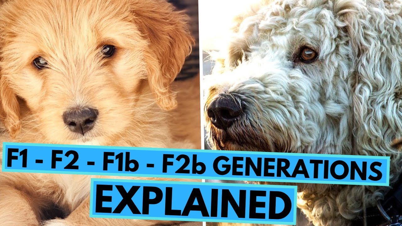 F1 Dogs: First Generation Hybrid Breed Characteristics