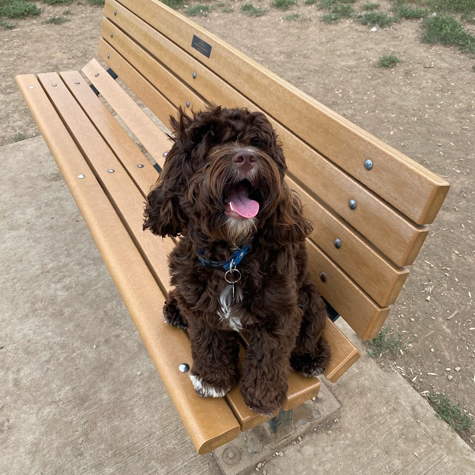 F1 Dogs: First Generation Hybrid Breed Characteristics