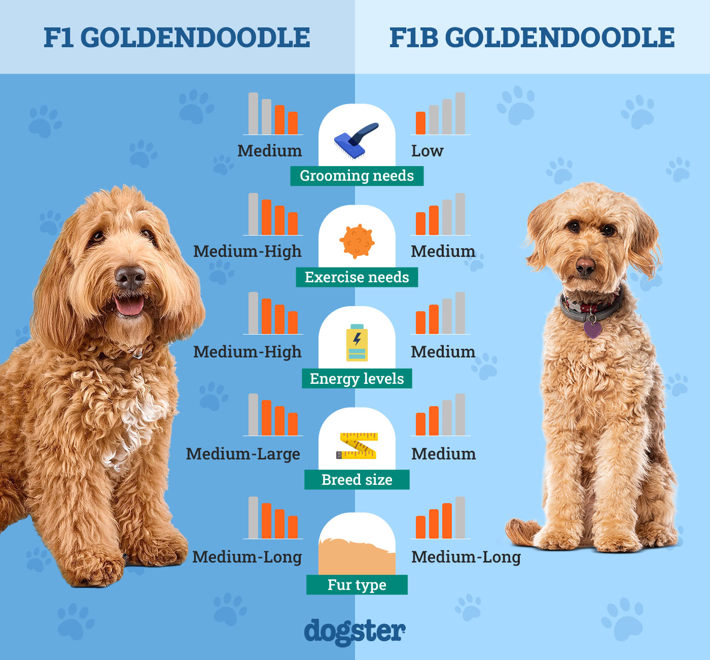 What is F1 Goldendoodle? Learn About This Popular Crossbreed and If Its Right for You