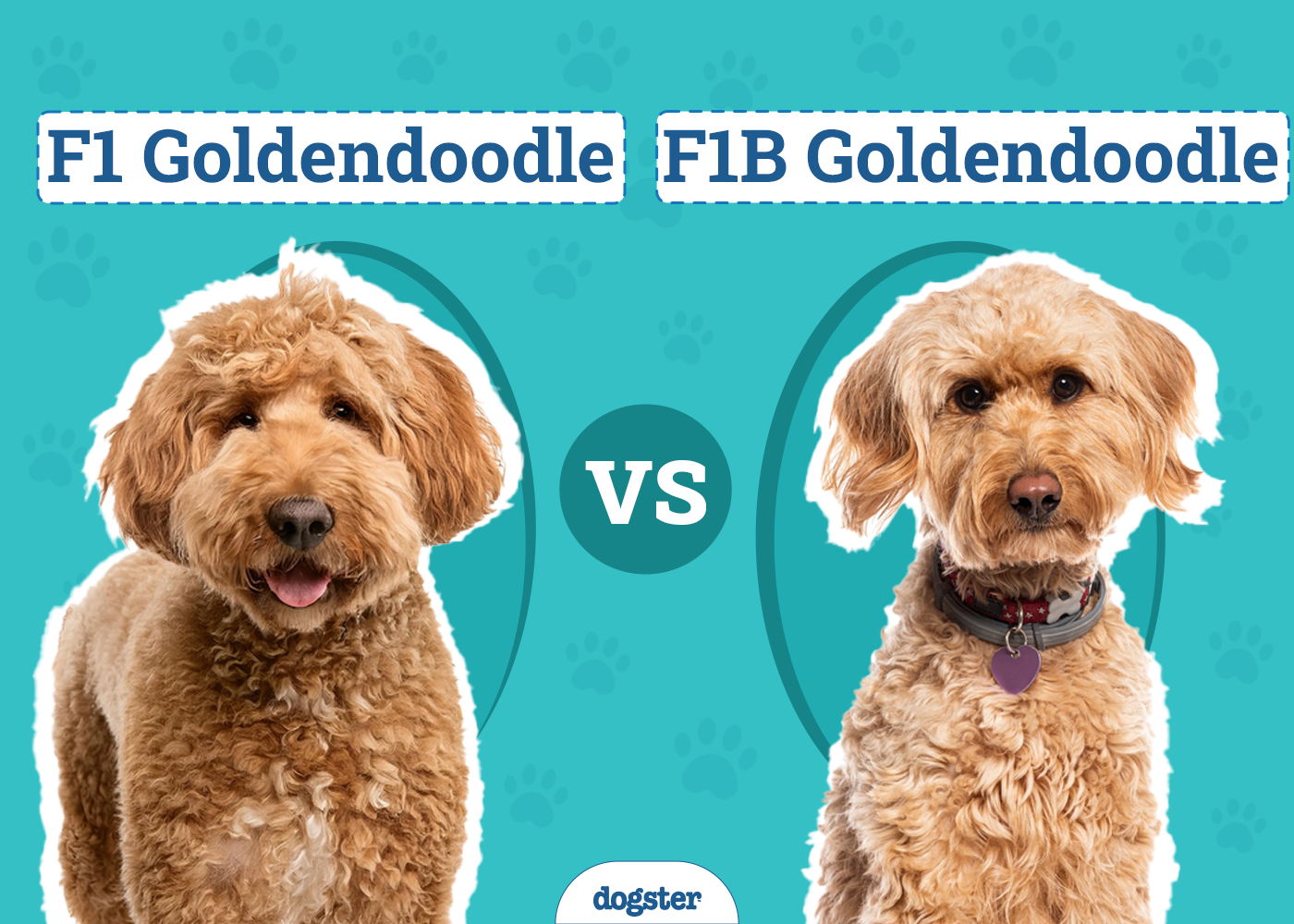 What is F1 Goldendoodle? Learn About This Popular Crossbreed and If Its Right for You