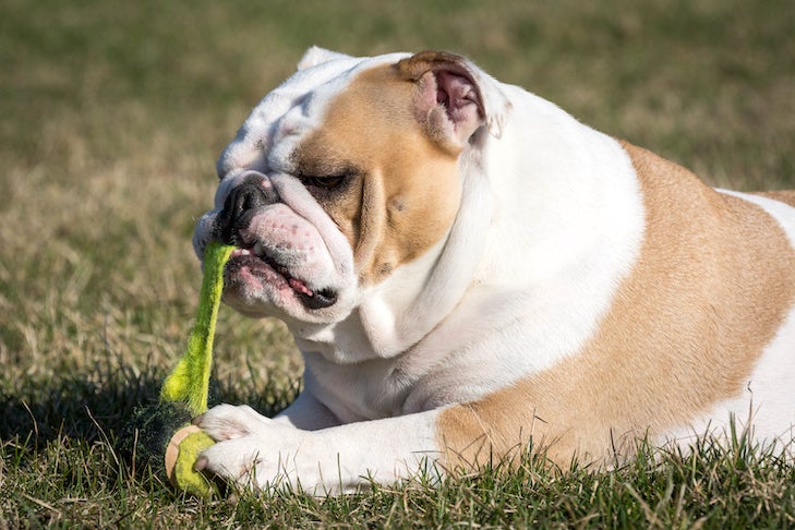 Tennis balls and dogs: why theyre a bad mix for your pet?