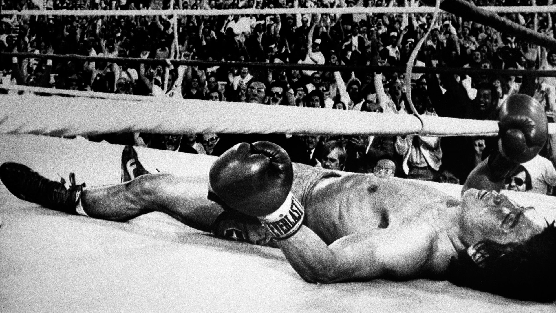 The Truth About Boxing: Is It Dying or Just Evolving?