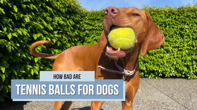 Keeping Your Dog Safe: The Truth About Tennis Balls