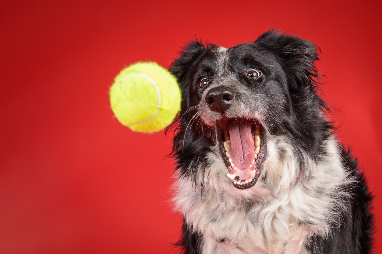 Tennis balls and dogs: why theyre a bad mix for your pet?