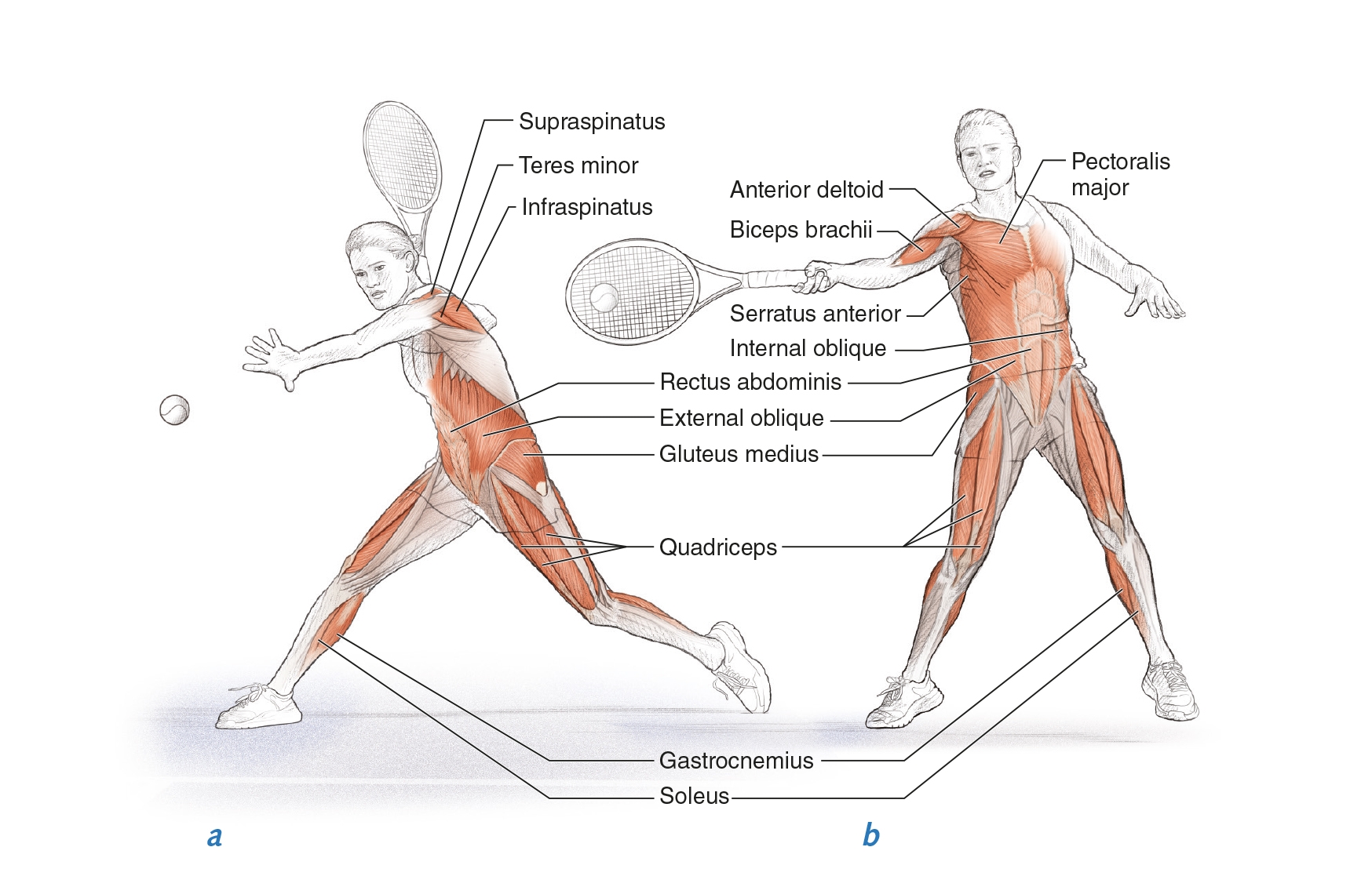 Discover What Muscles Does Tennis Work in Your Body