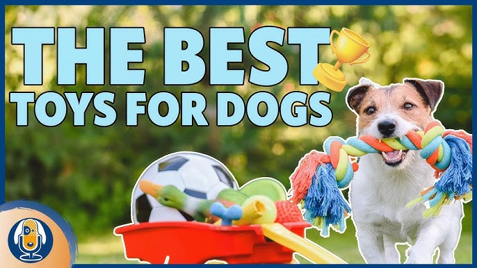 Keeping Your Dog Safe: The Truth About Tennis Balls