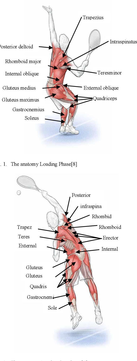 Discover What Muscles Does Tennis Work in Your Body