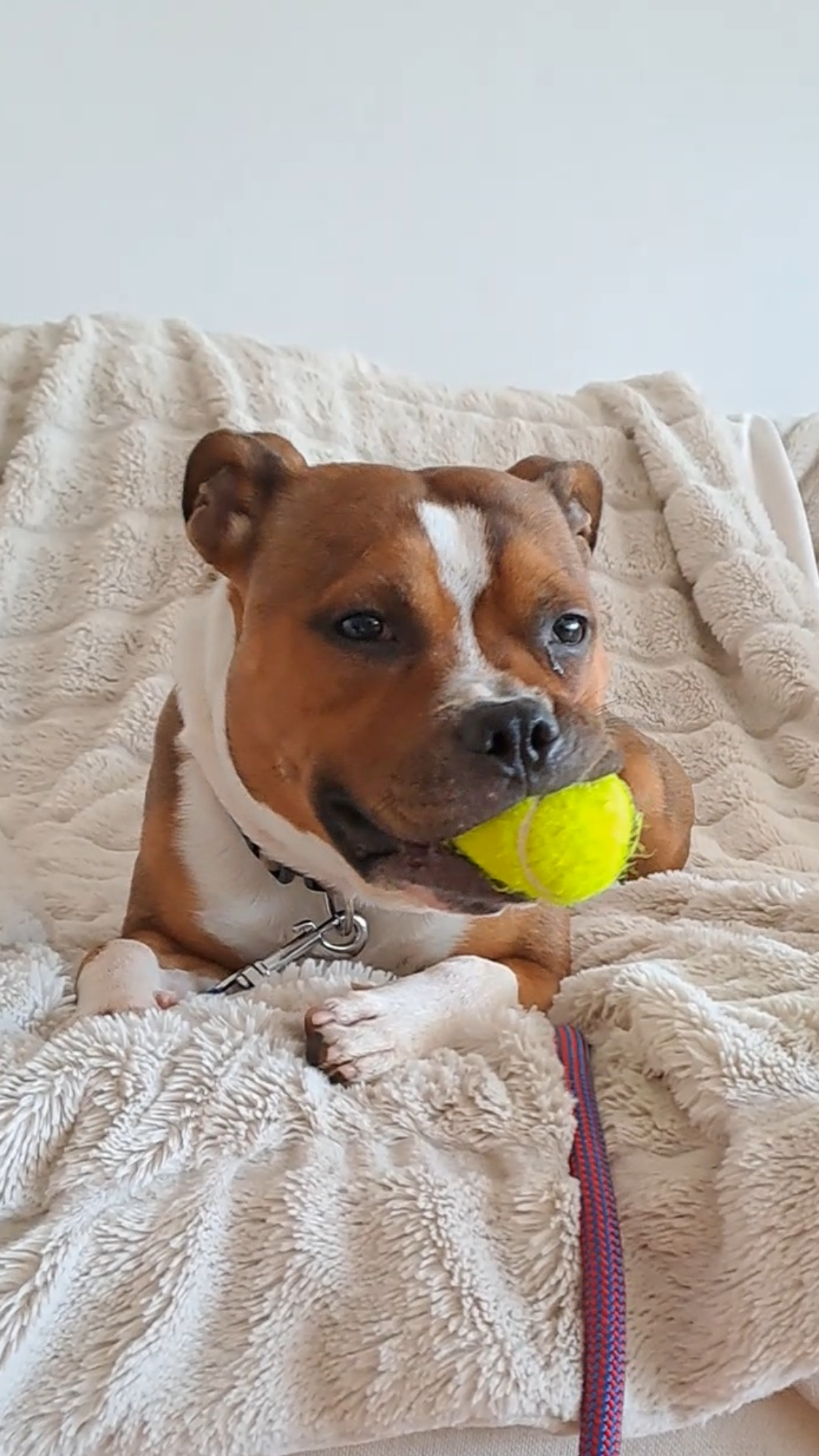 Keeping Your Dog Safe: The Truth About Tennis Balls