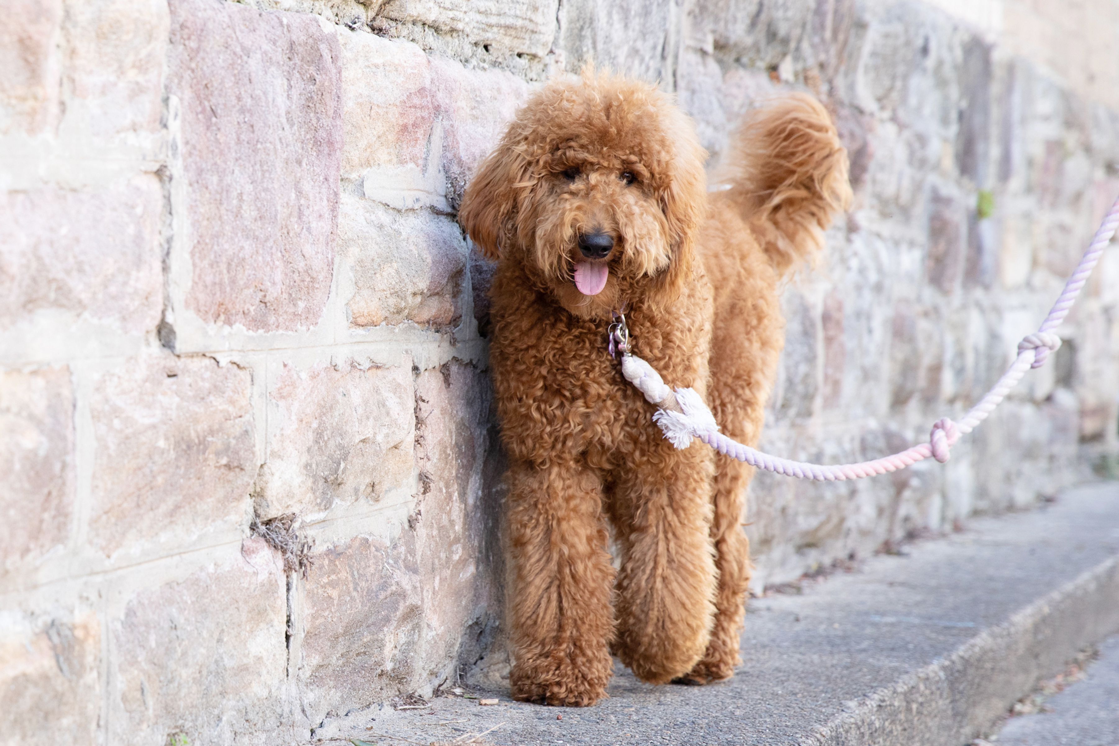 What is a F1 Goldendoodle? Get the Facts on This Adorable Dog Breed!